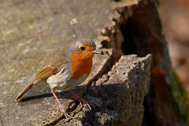 自由无任务的手游，为什么成了2026年玩家最愿意长留的游戏类型