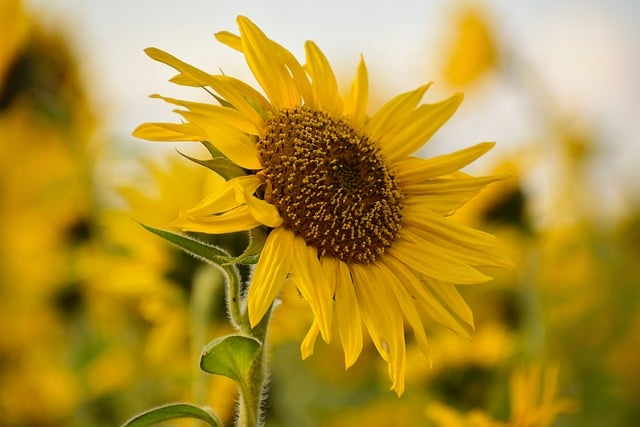 梦幻手游魔王寨攻略大全：2026版本从加点到实战，一篇讲透平民与进阶玩家怎么玩