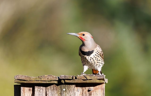 2026实战拆解:打野英雄强度排行s39到底该怎么选,冲分玩家先看这篇 2026实战拆解:打野英雄强度排行s39到底该怎么选,冲分玩家先看这篇
